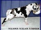 Aglauros Agelaos - 3 weeks