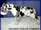 Aglauros Agelaos - 3 tygodnie