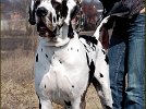 Aglauros Agelaos - 9 months
