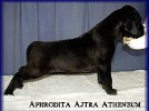 Aphrodita Ajtra - 3 weeks