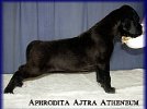 Aphrodita Ajtra - 3 tygodnie