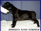 Aphrodita Ajtra - 3 tygodnie