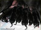 litter-C Atheneum Alter Idem FCI - a few moments after birth