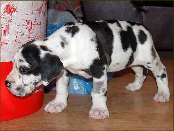 harlequin female (2) - 6 weeks