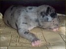 piesek_merle - 2 weeks